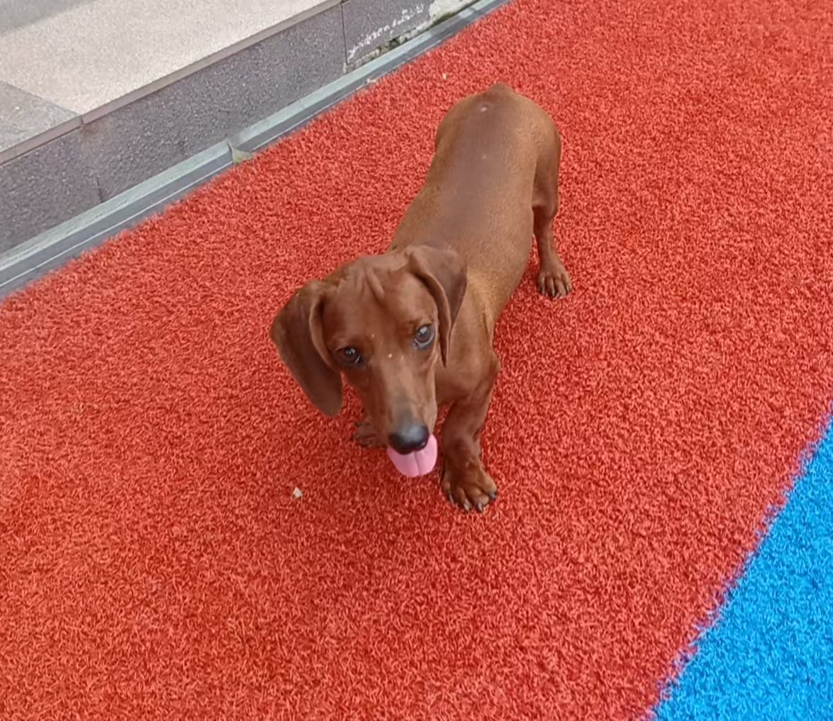 Image ofMilo
