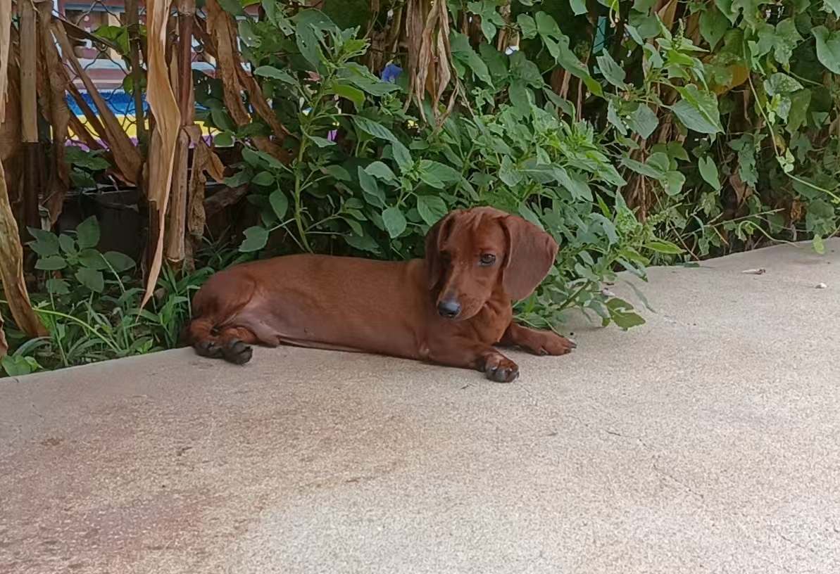 Image ofMilo