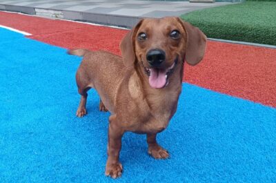 Dog named Leo, resceud by DMT Rescue and Support Group
