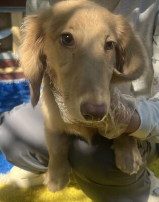 Dog named Jude, rescued by DMT Rescue and Support Group