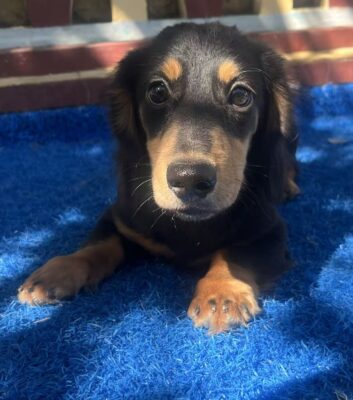 Dog named Frank, rescued by DMT Rescue and Support Group