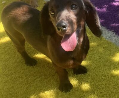 Dog named Brownie, rescued by DMT Rescue and Support Group