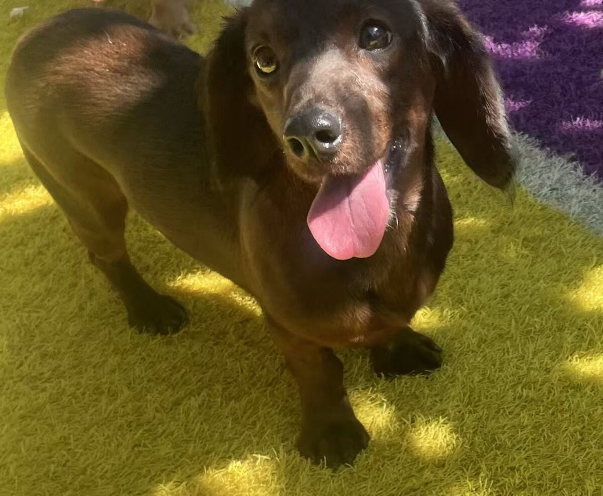 Brownie