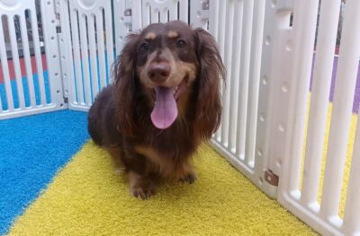 Dog named Toffee