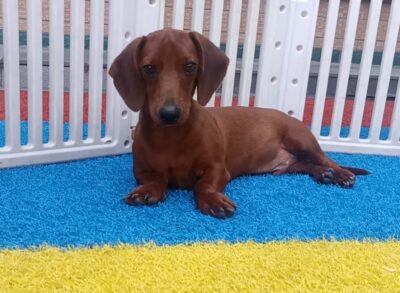 Dog named Milo