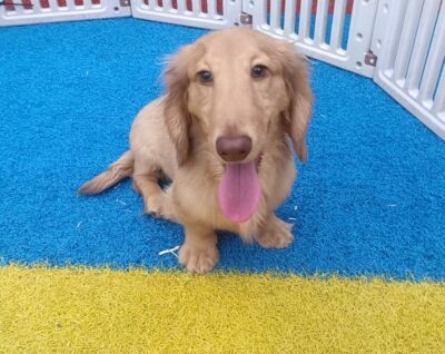 Dog named Jude, resceud by DMT Rescue and Support Group