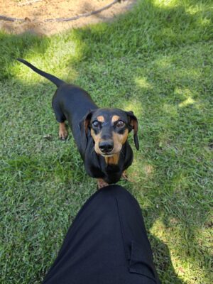 Dog named Apple, rescued by DMT Rescue and Support Group