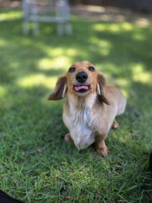 Simba