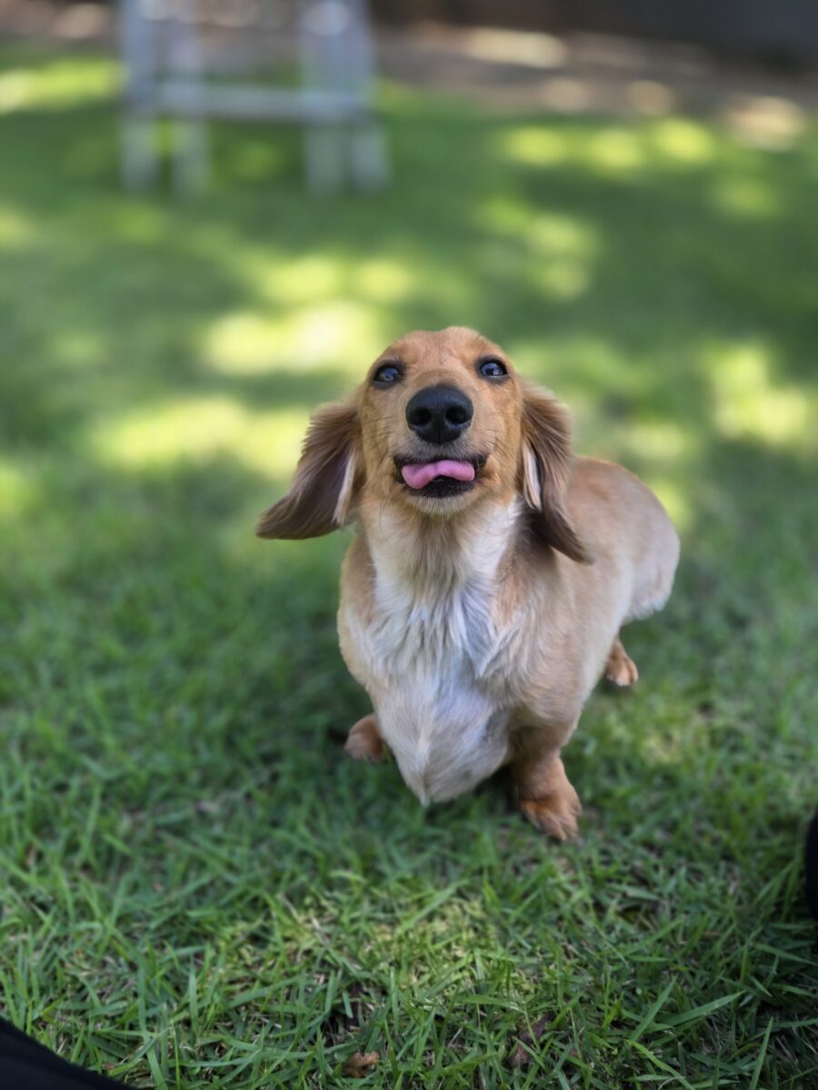 Image ofSimba