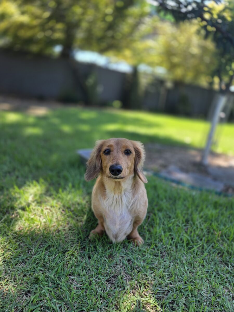 Simba