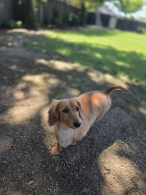 Simba