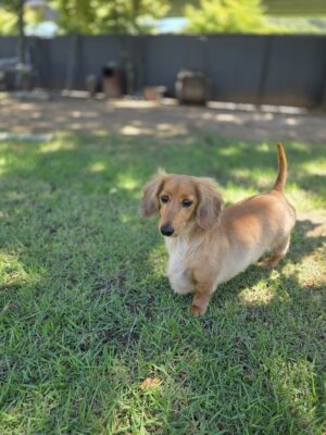 Simba