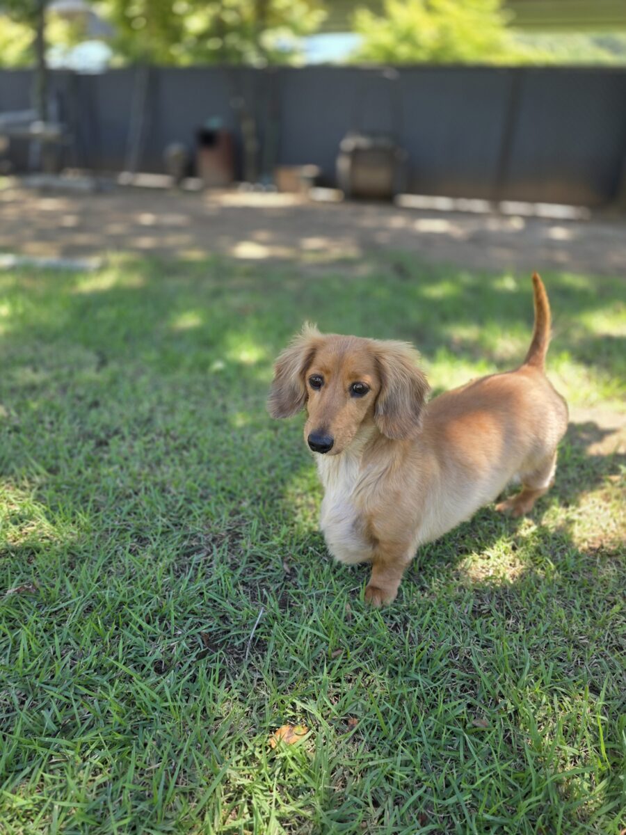 Image ofSimba