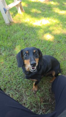 Dog named Paolo, rescued by DMT Rescue and Support Group