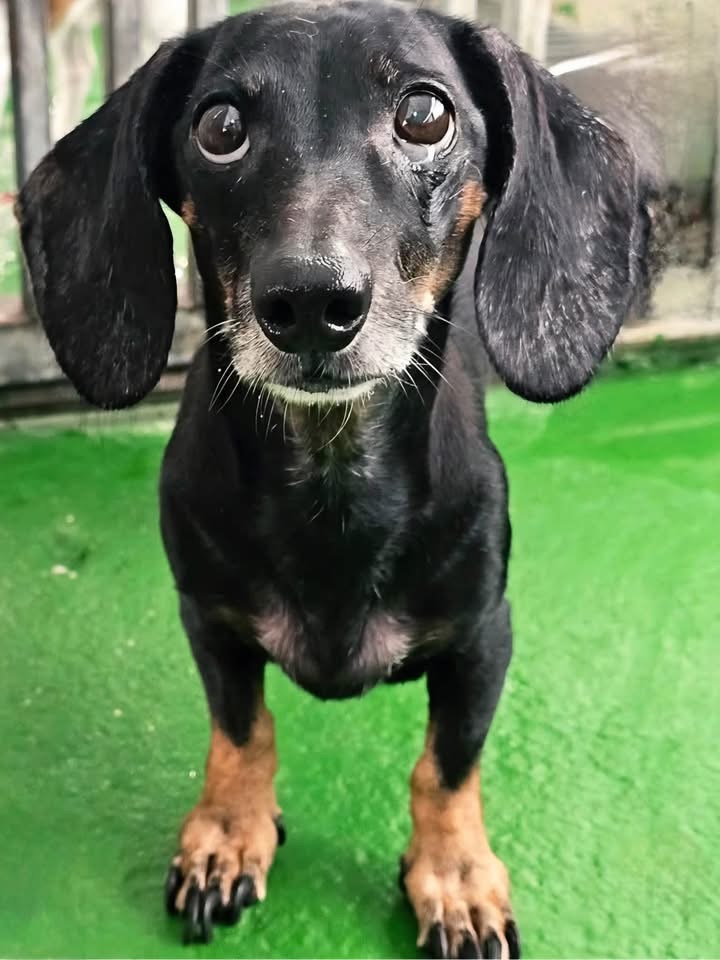 Image ofSadie
