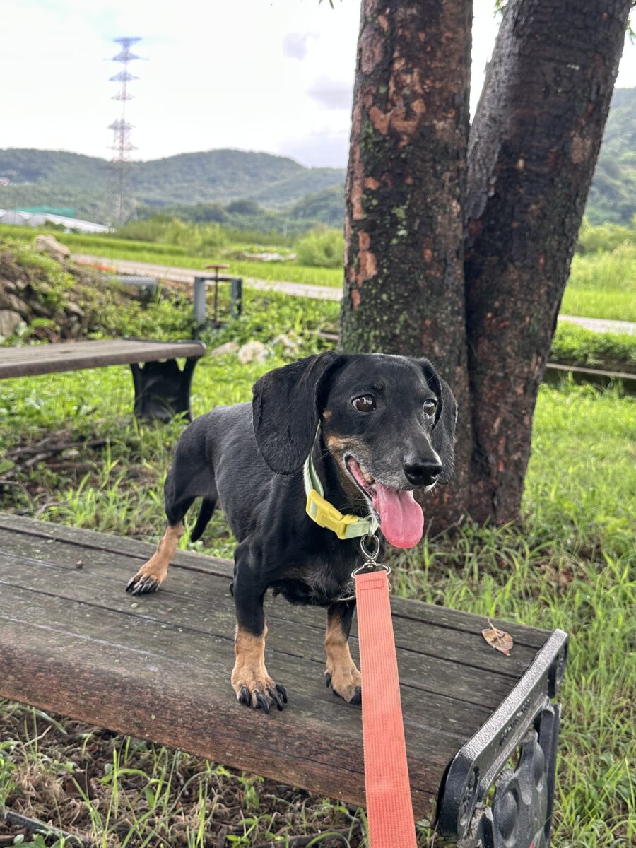 Image ofSadie