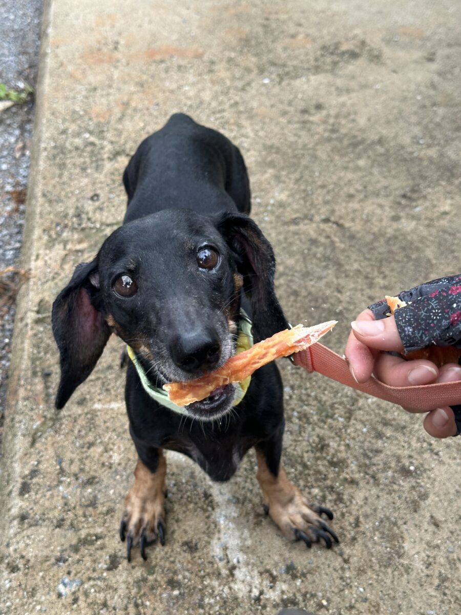 Image ofSadie