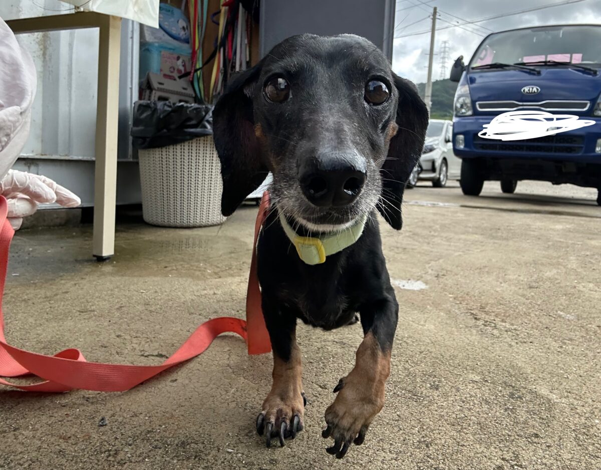 Image ofSadie
