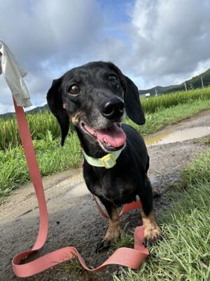 Dog named Sadie, rescued by DMT Rescue and Support Group