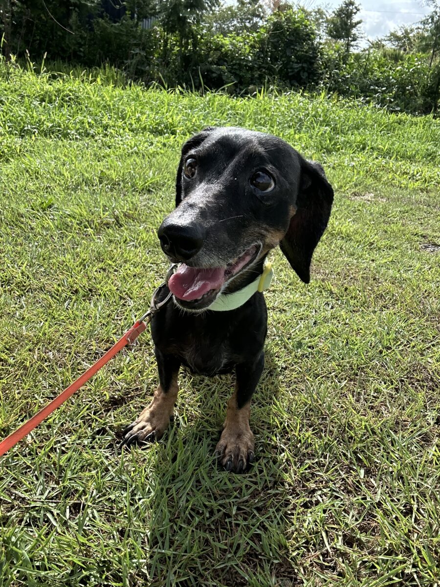 Image ofSadie