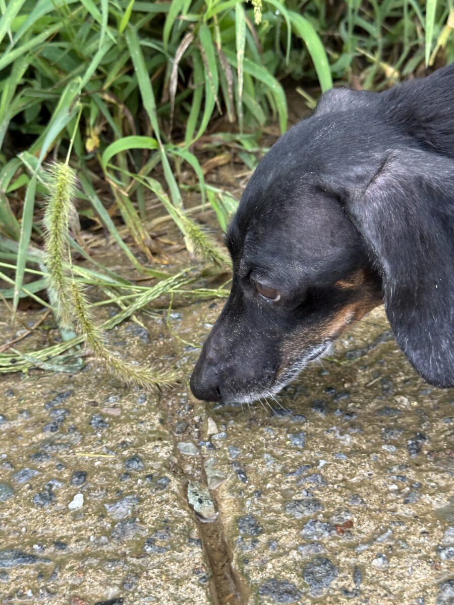 Image ofSadie