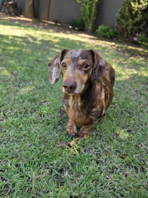 Dog named Gunner, resceud by DMT Rescue and Support Group