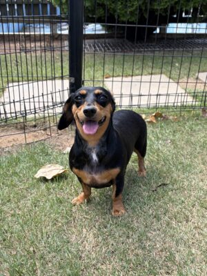Dog named Pearl, resceud by DMT Rescue and Support Group