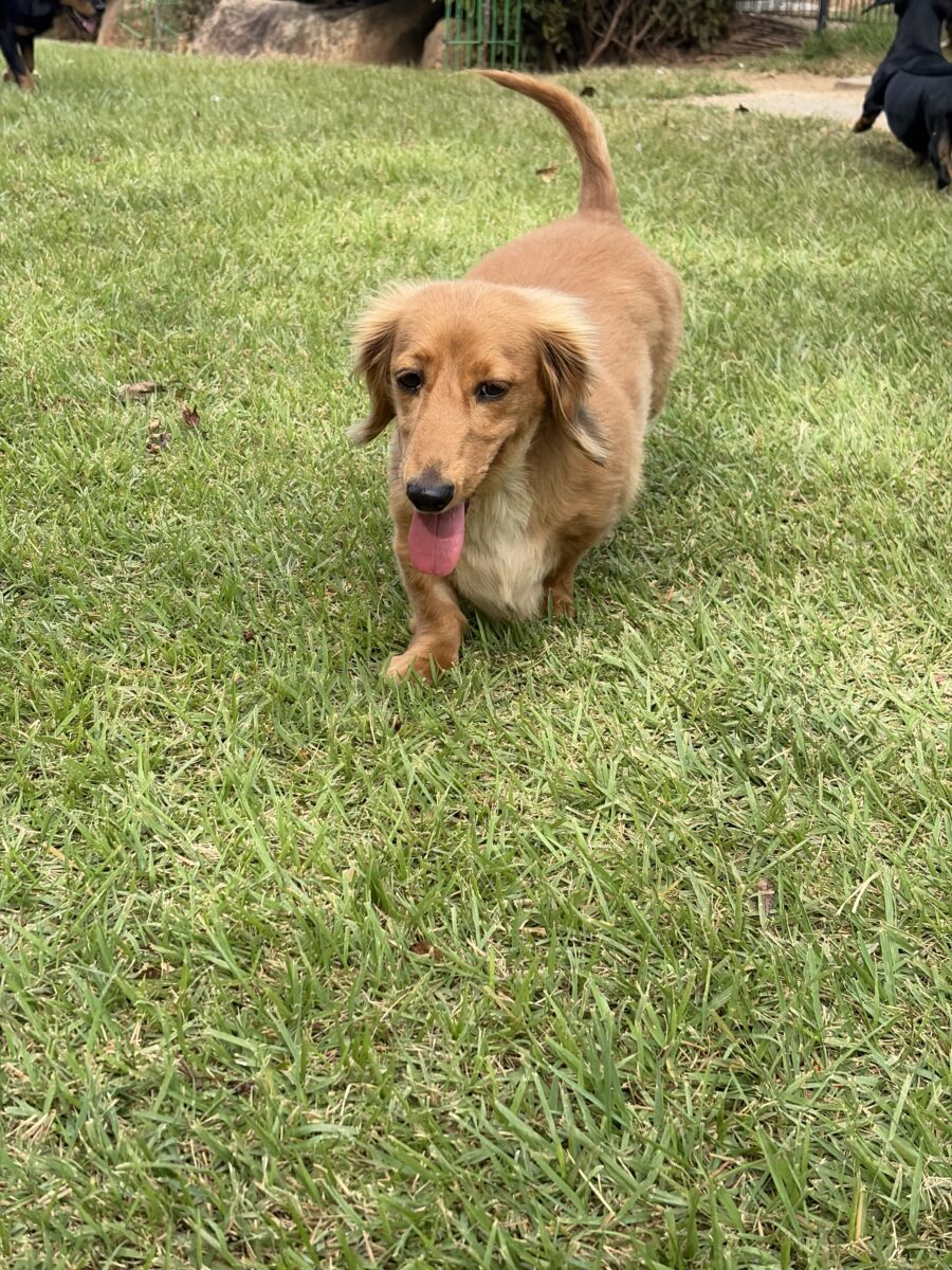 Image ofSimba