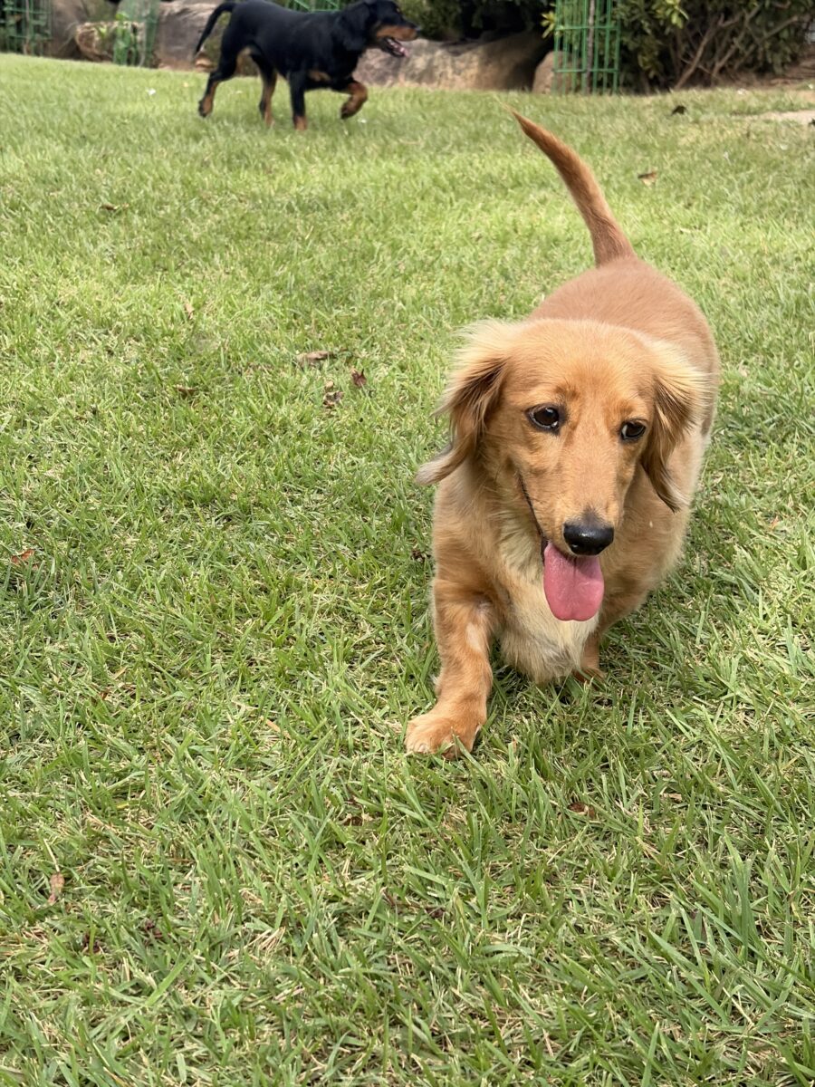 Image ofSimba