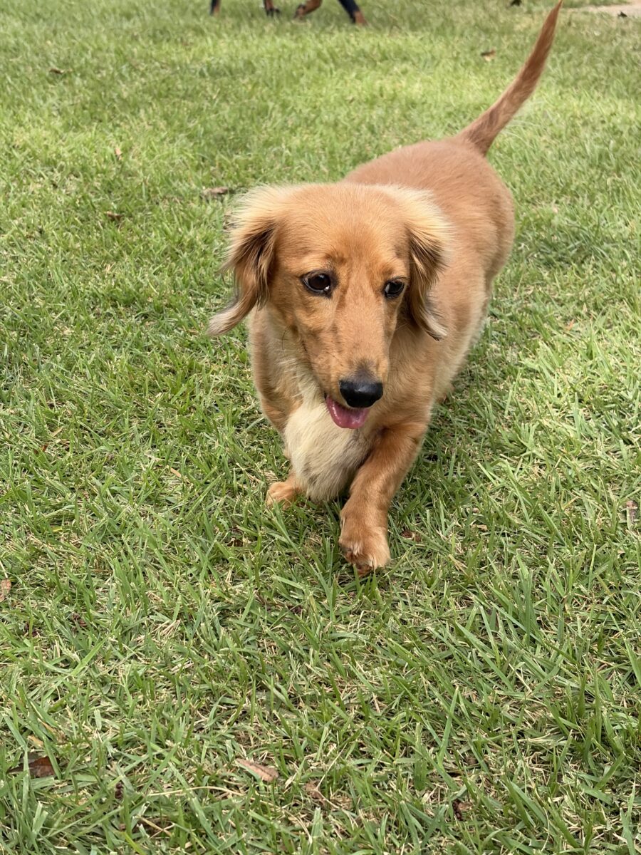 Image ofSimba