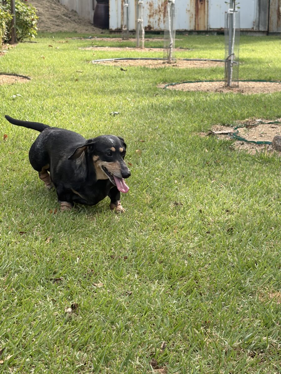 Image ofDarla