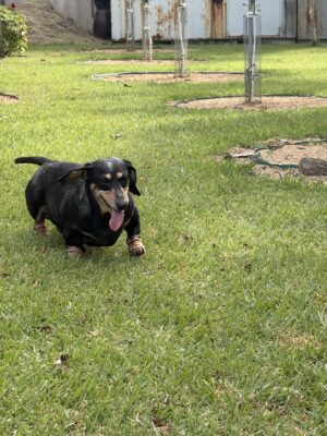 Dog named Darla, resceud by DMT Rescue and Support Group