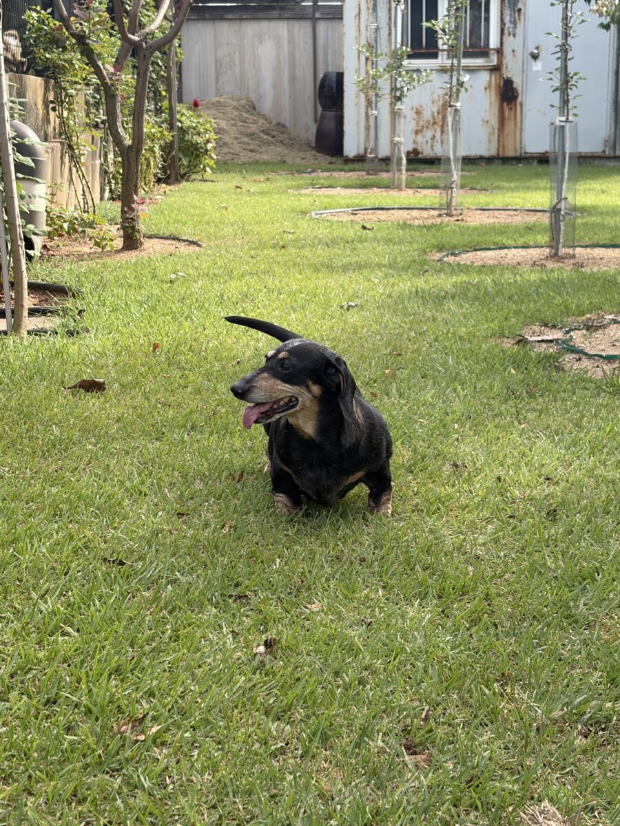 Image ofDarla