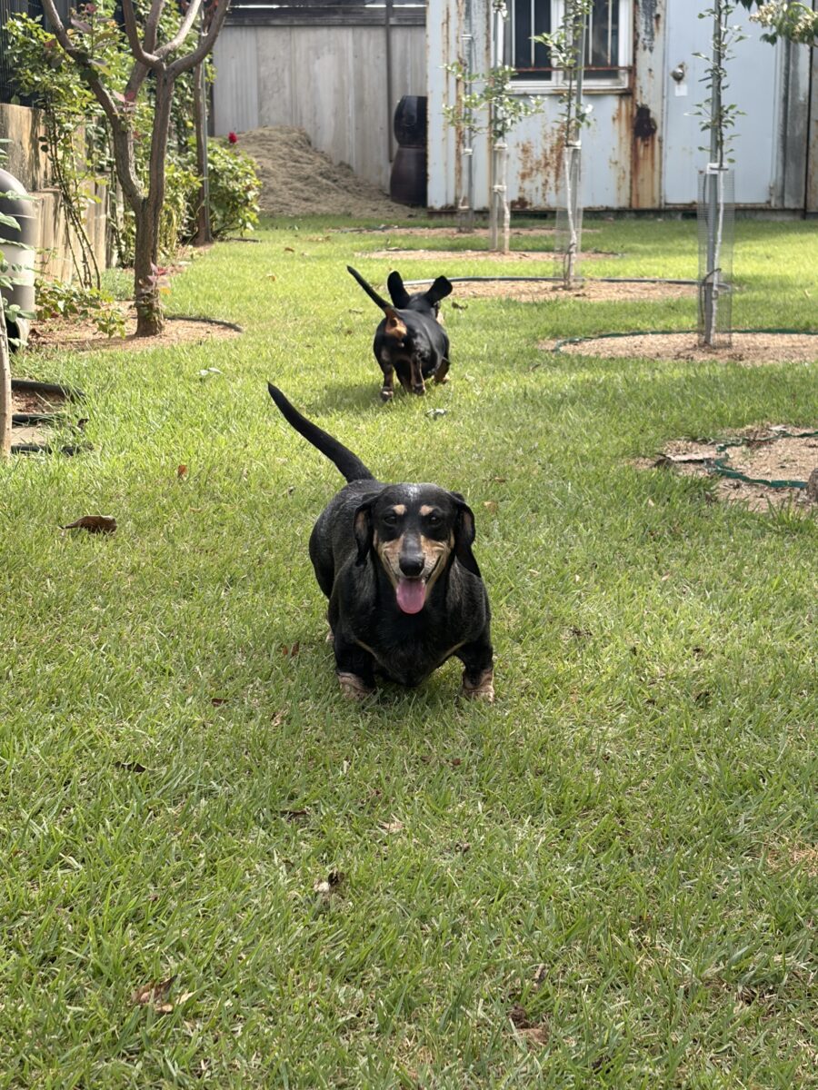 Image ofDarla