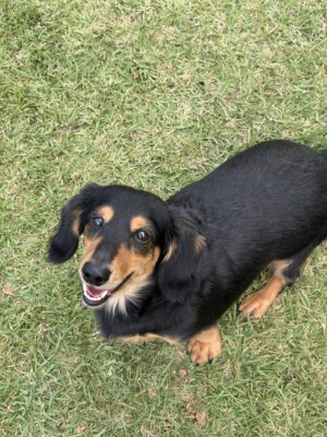Dog named Harrison, resceud by DMT Rescue and Support Group