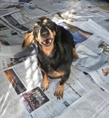Dog named Hudson, resceud by DMT Rescue and Support Group