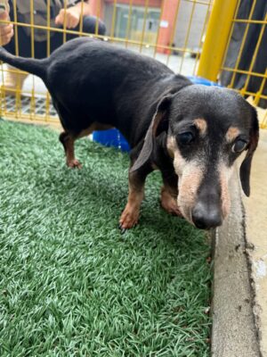 Dog named Mortimer, resceud by DMT Rescue and Support Group