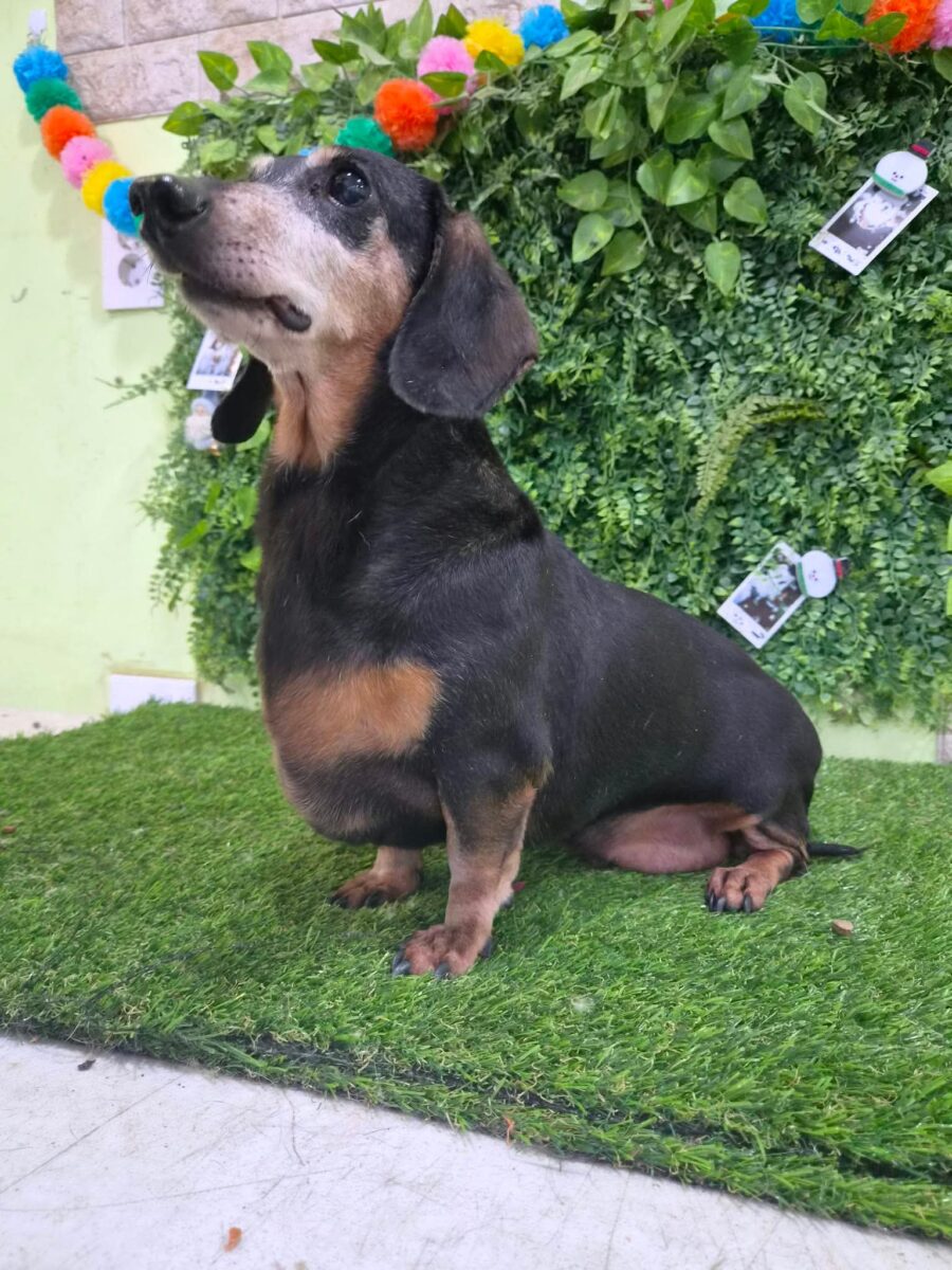 Image ofMortimer