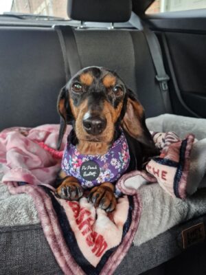 Dog named Ada, resceud by DMT Rescue and Support Group