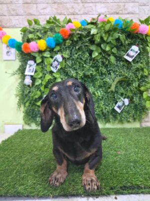 Dog named Hudson, resceud by DMT Rescue and Support Group