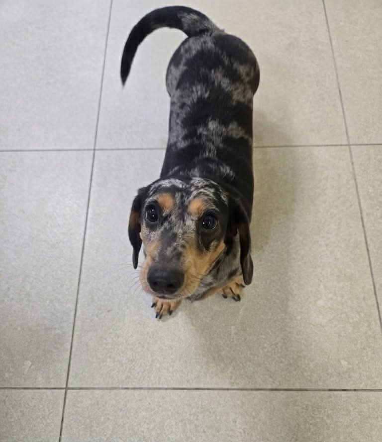 Image ofMabel