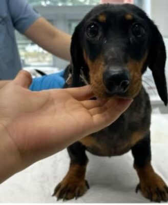 Oscar
