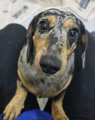 Dog named Mabel, resceud by DMT Rescue and Support Group