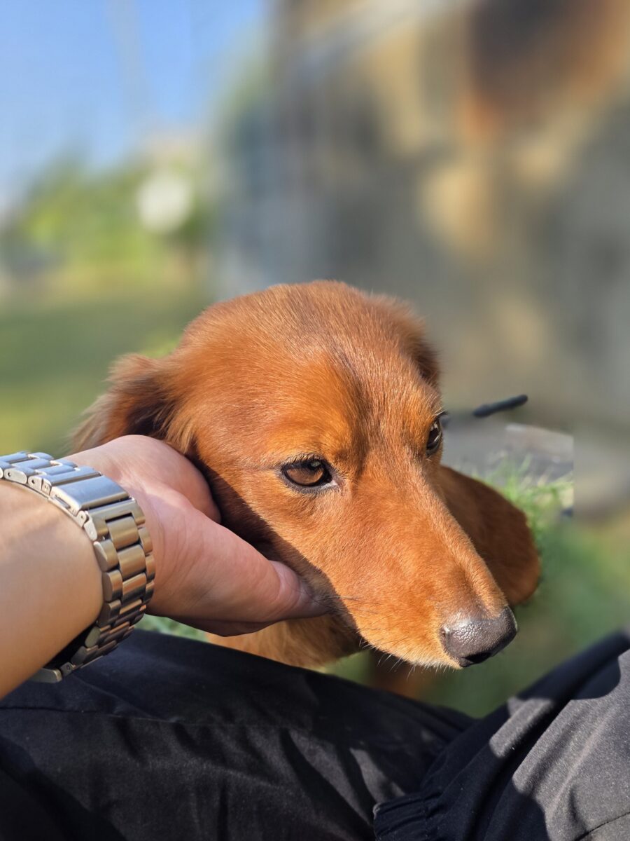 Image ofHamish