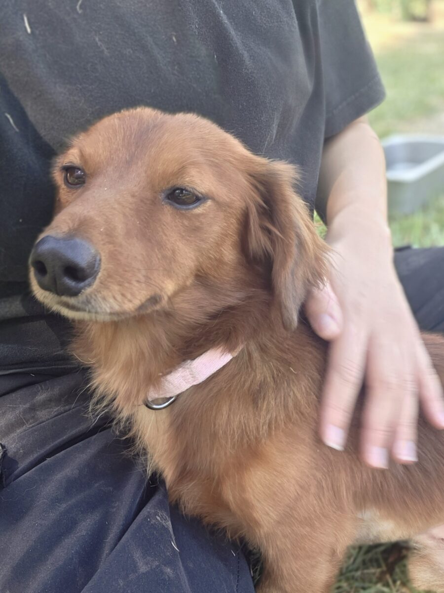 Image ofHamish