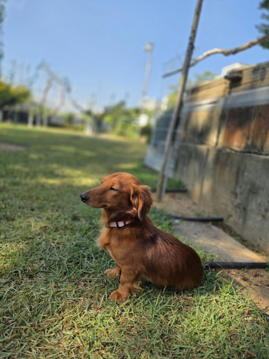 Image ofHamish