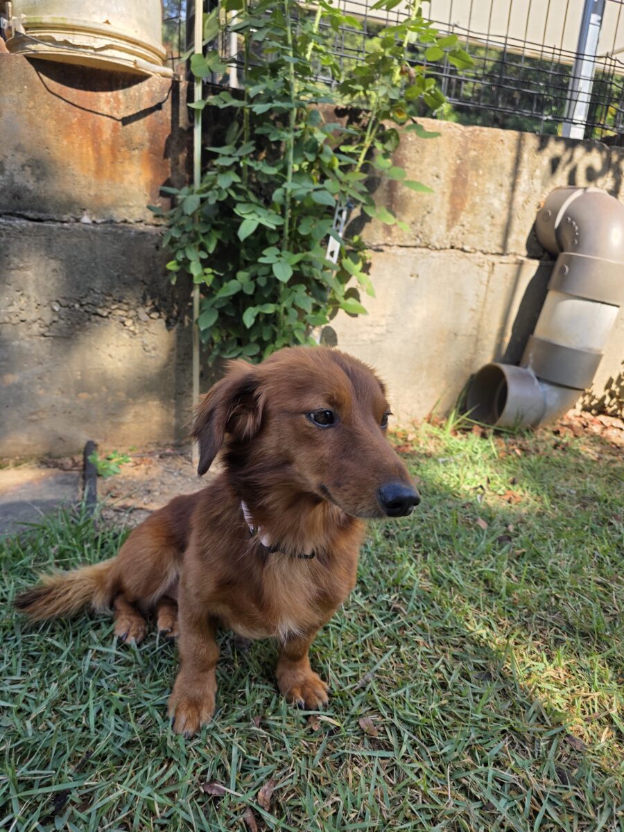 Image ofHamish