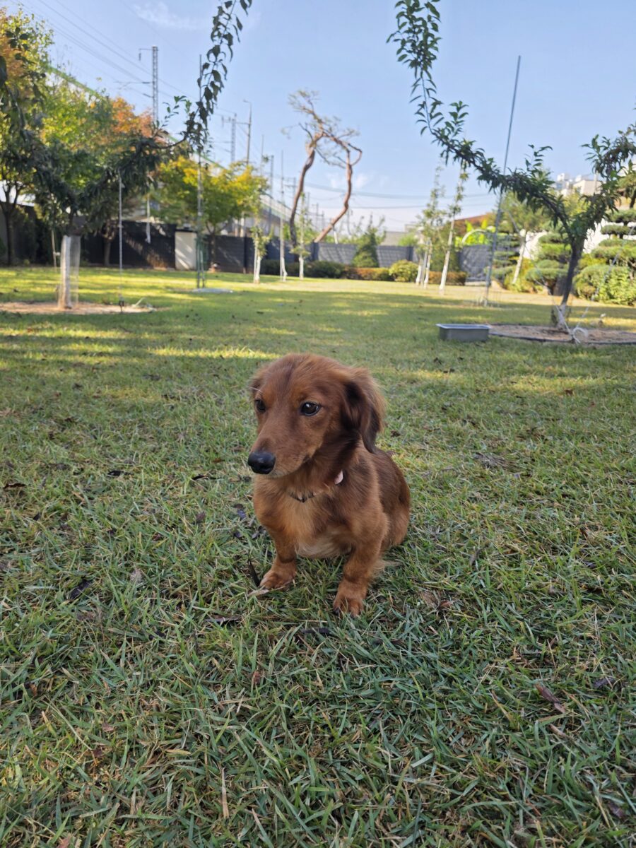 Image ofHamish
