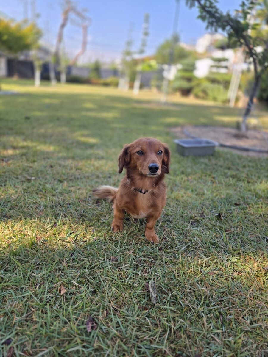 Image ofHamish