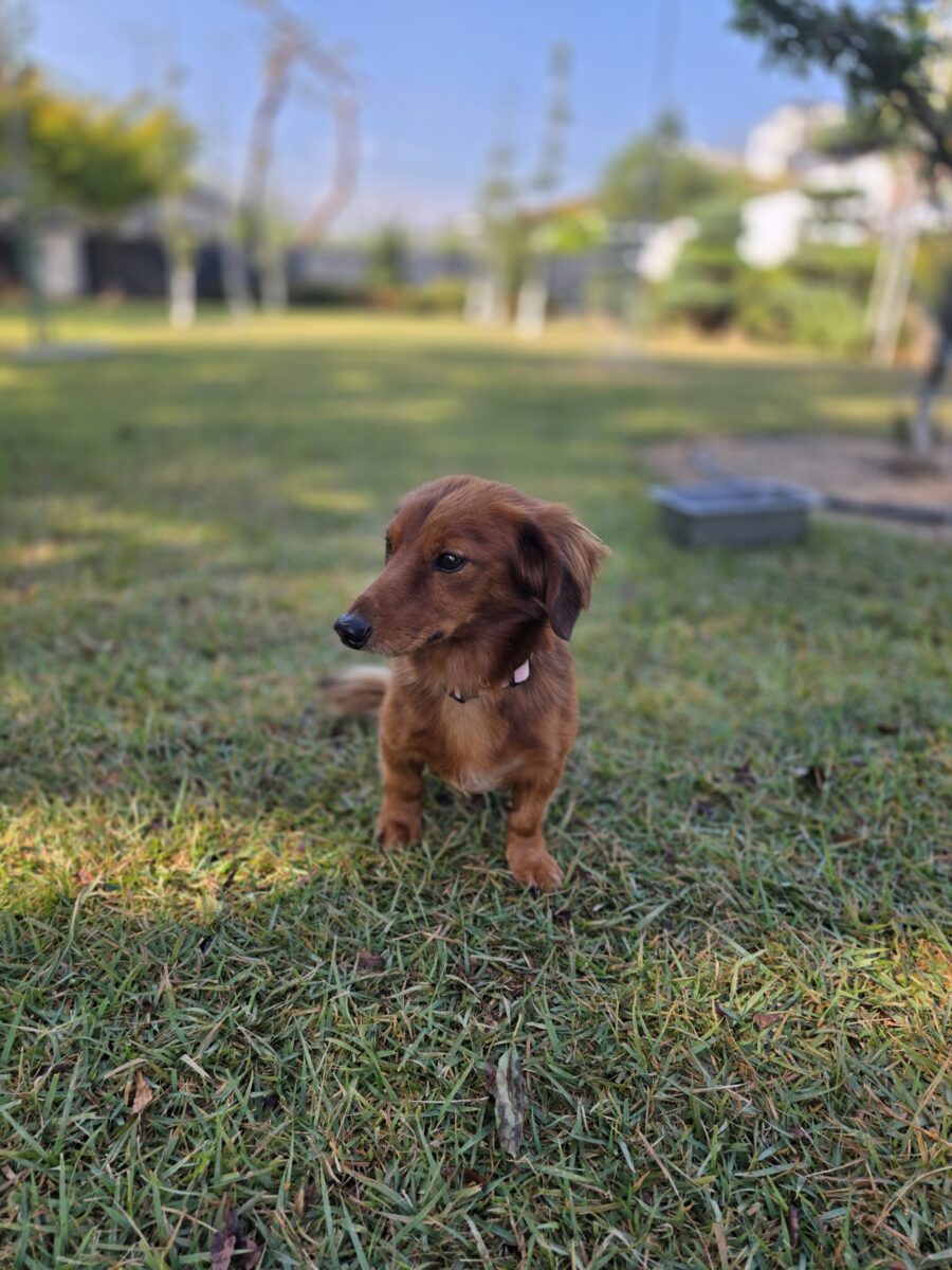 Image ofHamish